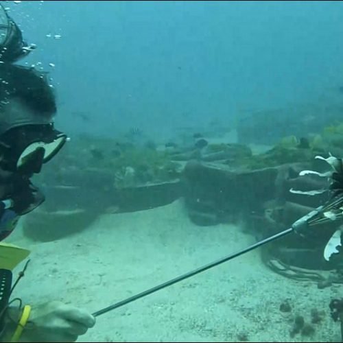 Peixe-leão continua presente no litoral da Paraíba e Sudema monitora ocorrências em busca de controle populacional